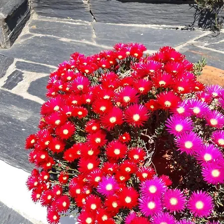 Gasthof Casa Laranjeiras