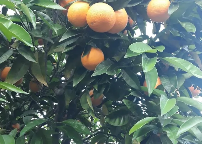 Casa Laranjeiras 4* Pinhão