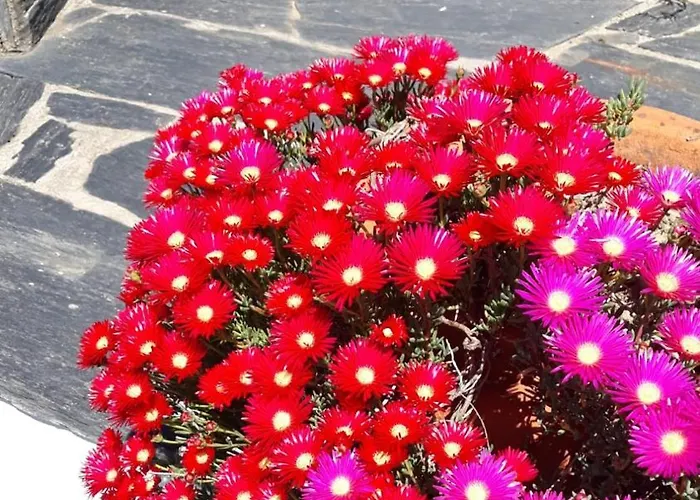 Maison d'hôtes Casa Laranjeiras